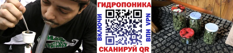Канабис сатива  Купить где  Лодейное Поле 